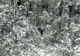 On Patrol (10) Borneo 1966
