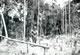 On Patrol (7) Borneo 1966