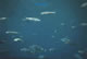 Fish Jpg Jpg Jpg