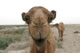 A Camel ! Jpg
