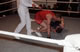 Boxing 22 May 1985 (11) Jpg