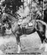 KRRC 1902